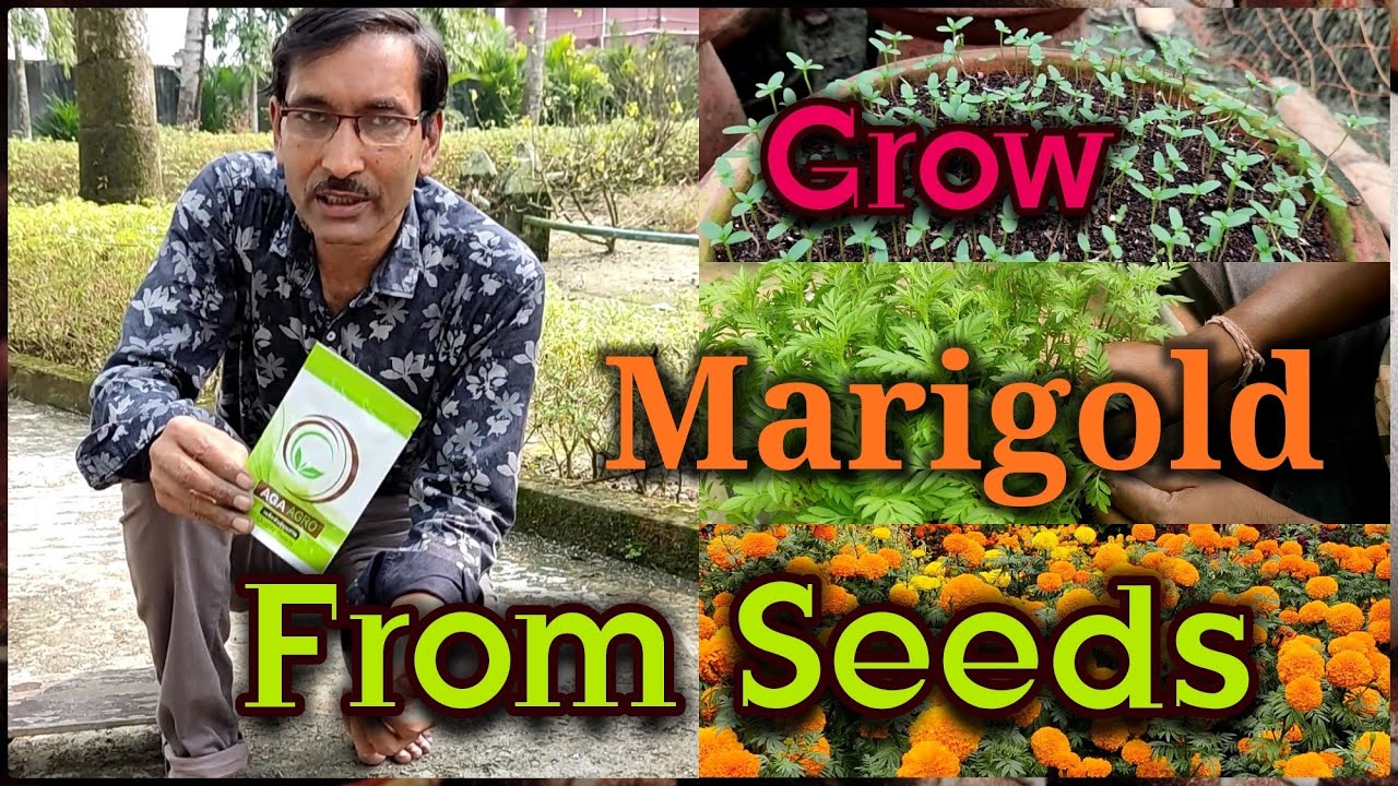 How to grow Best Variety Marigold Seeds. From Seeds to Flowering