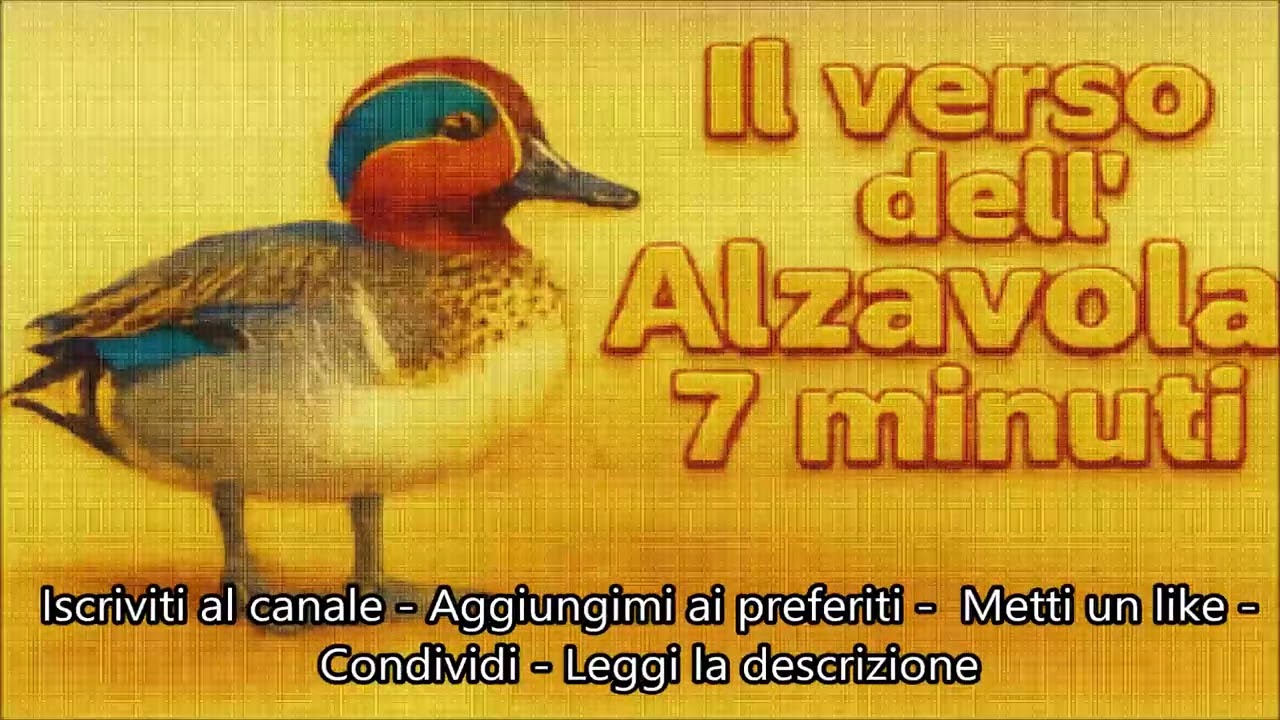 VERSO DELL'ANATRA ALZAVOLA UCCELLO D'ACQUA ANTRA EUROPEA PICCOLA CANTO UNICO GIUIT RIPETUTO ASCOLTA