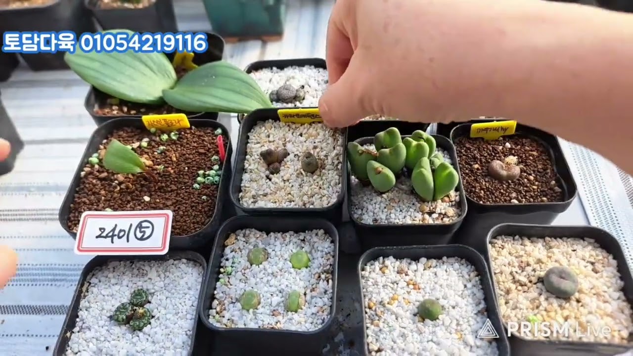 (판매완료)토담다육 01054219116 코노피튬 빌로붐 리톱스 모듬 3만원 26년1월25일(2501)