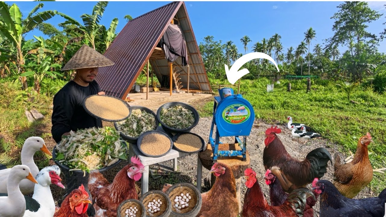 Naghakot ng gamit sa Triangle House - meron ng shredder sa Farm, Unlimited Semi Organic Feeds