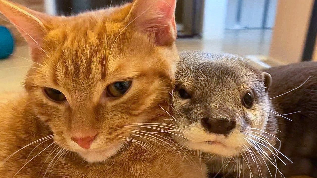 Лучшие друзья! Выдра не может спать без своего любимого кота 😻 !