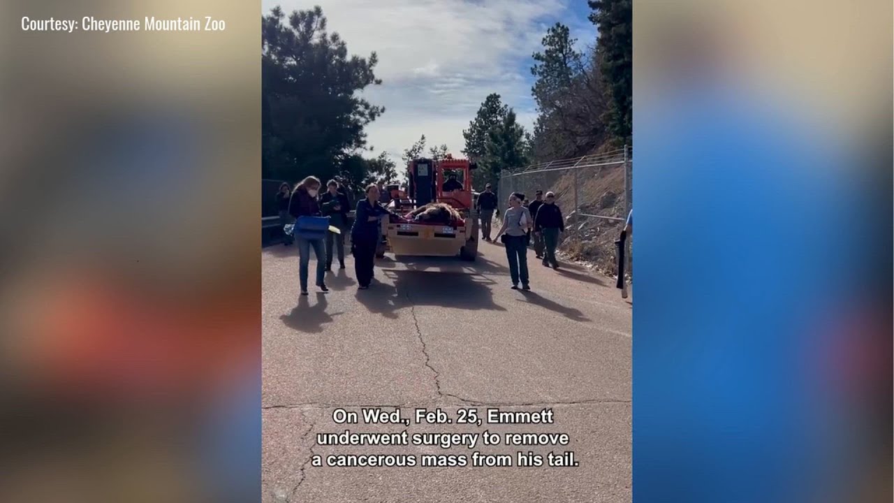 WATCH: Bear at Cheyenne Mountain Zoo undergoes successful cancer surgery