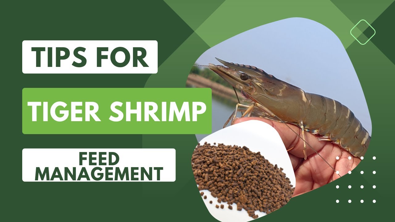 Tips for tiger shrimp feed management (Telugu)