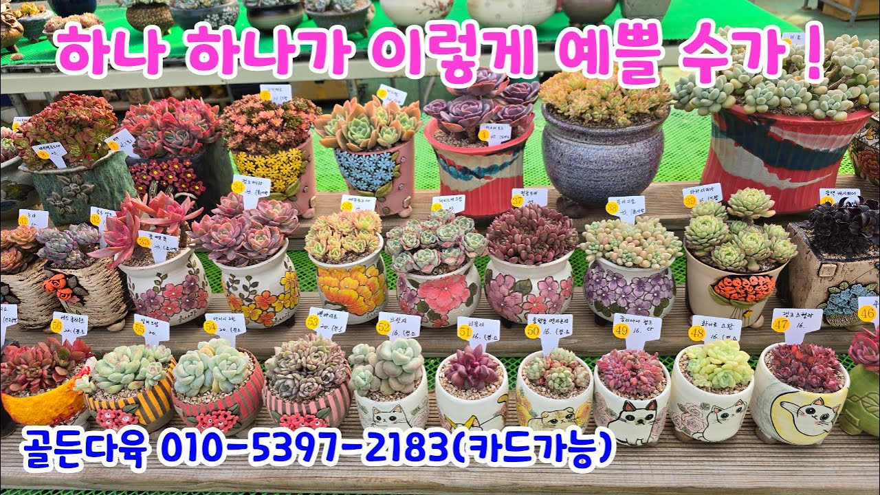 260121📍#골든다육 슈퍼볼 미울 마커스 더스티로즈 파스텔 소인제금 매직쨈골드 핑크베라 슈가베이비 레몬로즈금 캔들플랜트