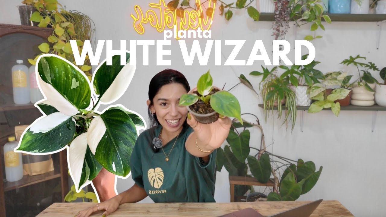 Philodendro White Wizard 🤍 | Guía completa de cuidados, luz, riego y sustrato ideal 🌿