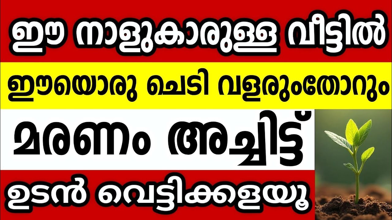 ഈ നാളുകാരുള്ള വീട്ടിൽ ഈയൊരു ചെടി അനർത്ഥം വിതയ്ക്കും,ഉടൻ വെട്ടിക്കളയൂ