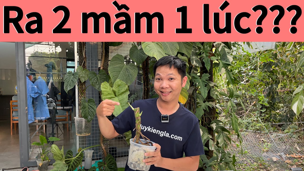 Cách Huy cứu gốc Monstera bị hư rễ phục hồi lại rễ mới