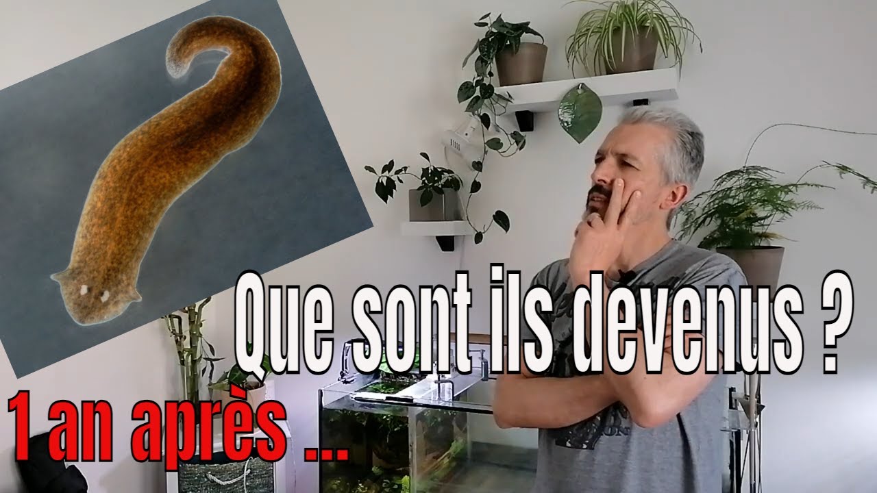 Comment éradiquer des planaires .Utilisation du Dolthène .
