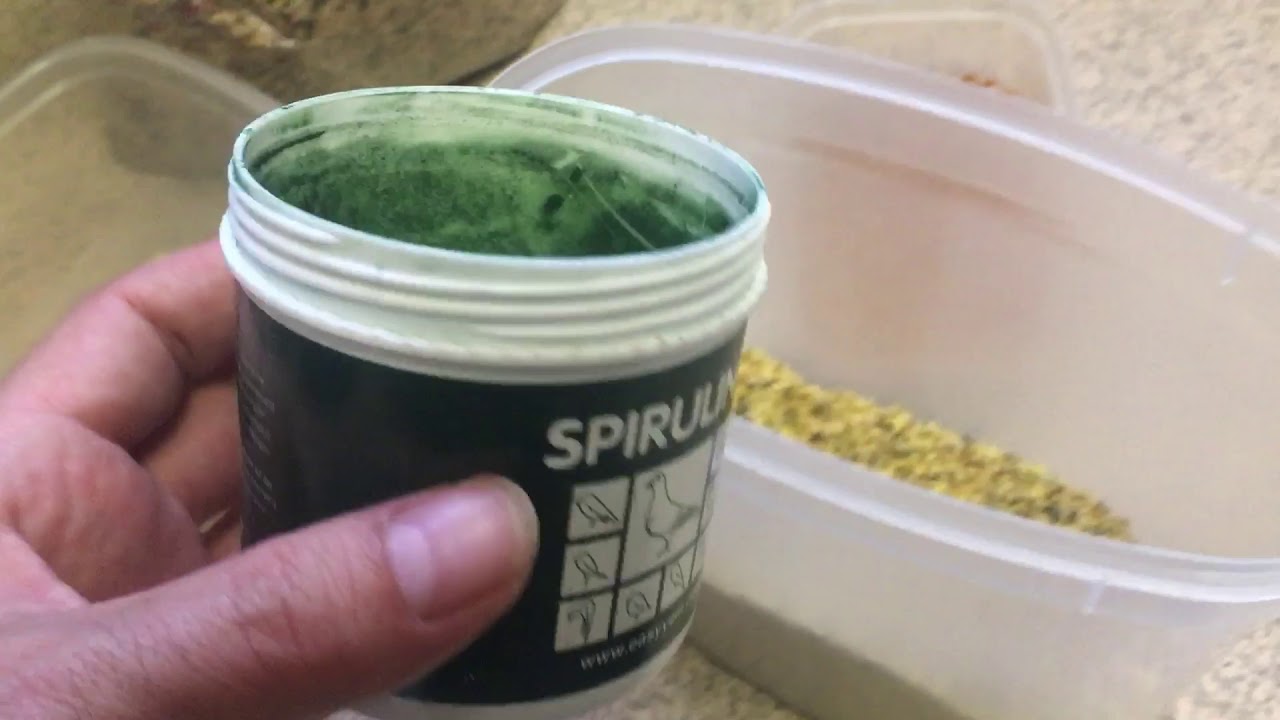 كيفية إستعمال سبيرولينا spirulina وفوائدها حسب الخبرة