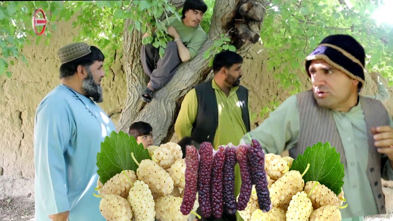 نظرگل درخت توت را چکی فروخت