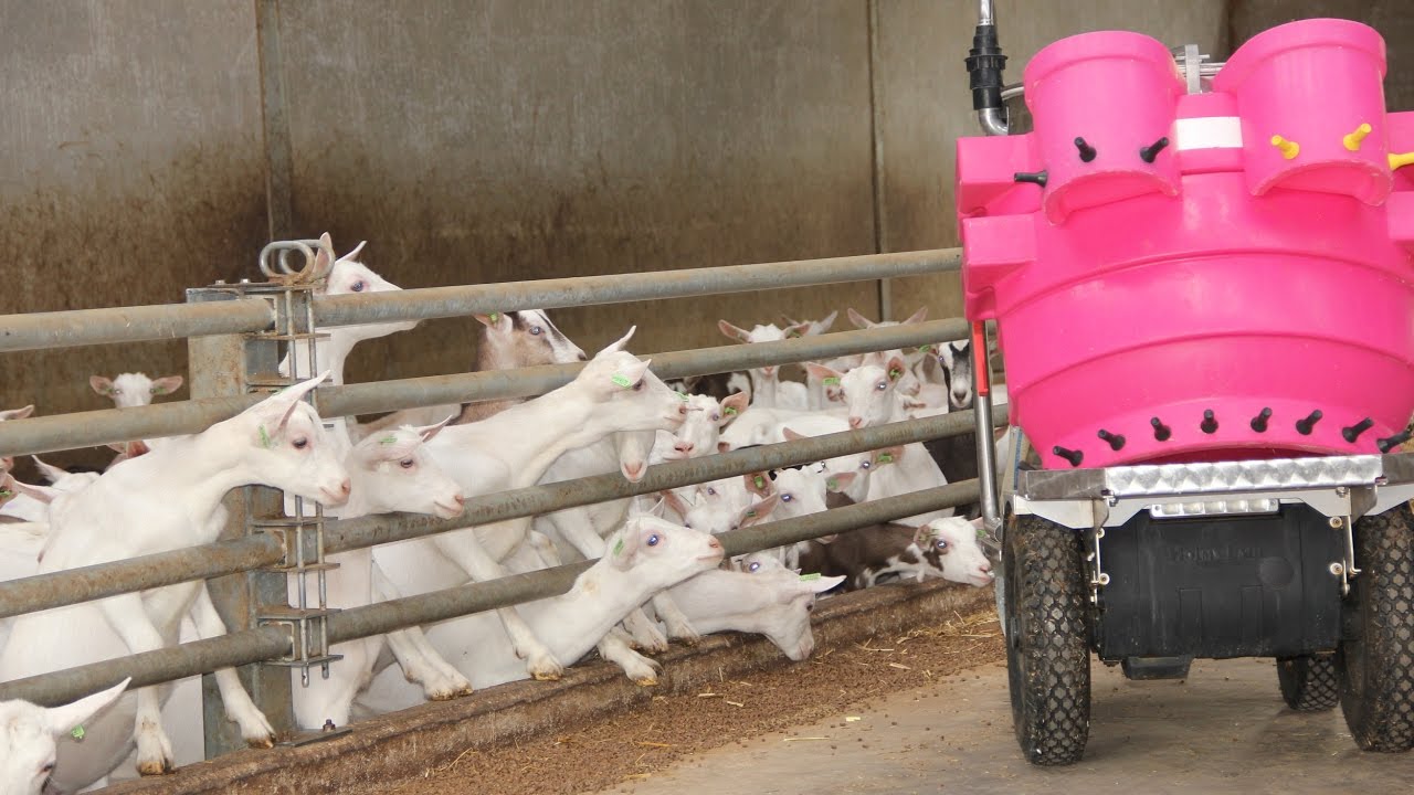 Geiten/lammeren/ Goat feeding beperkt melkvoeren met milkbar