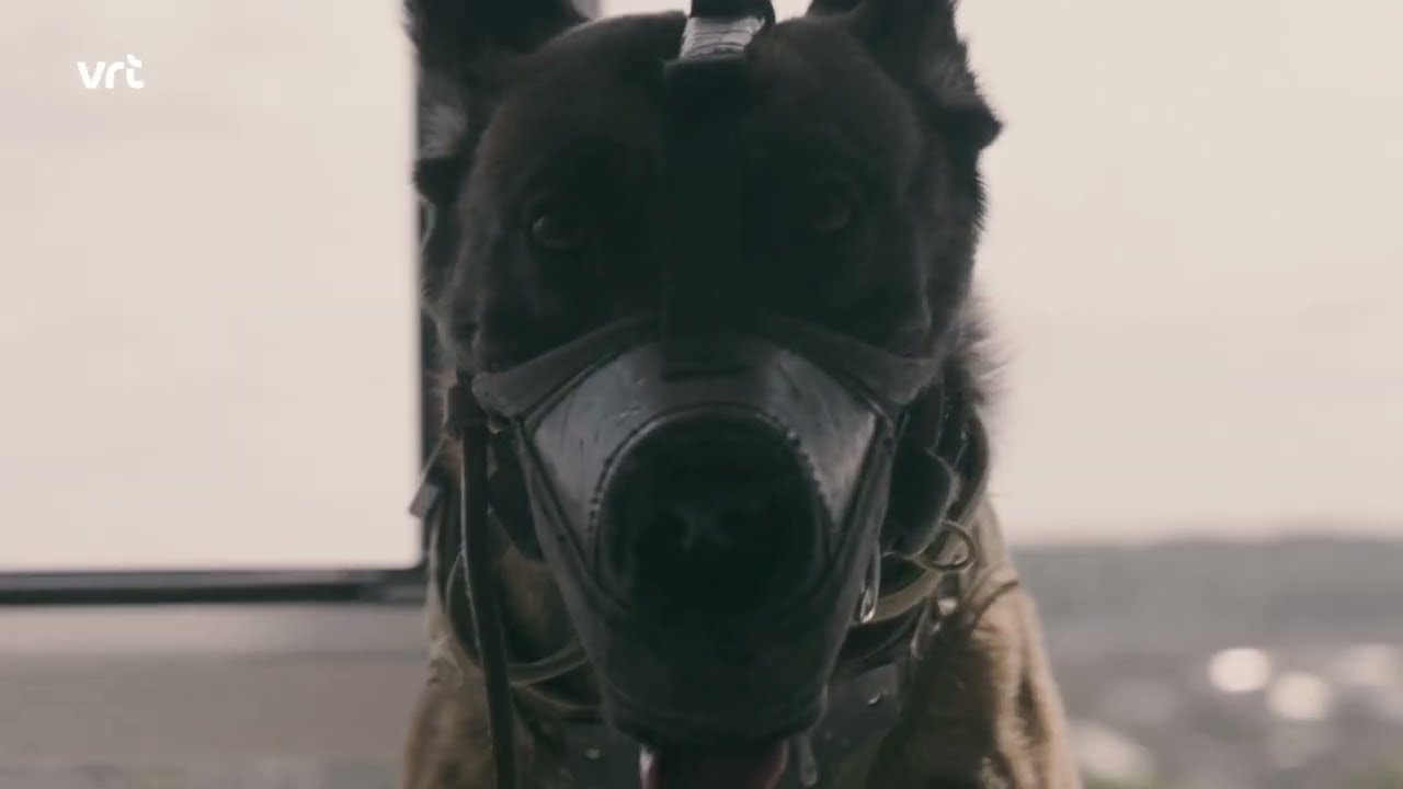 Dogs are an absolute asset in an SF team