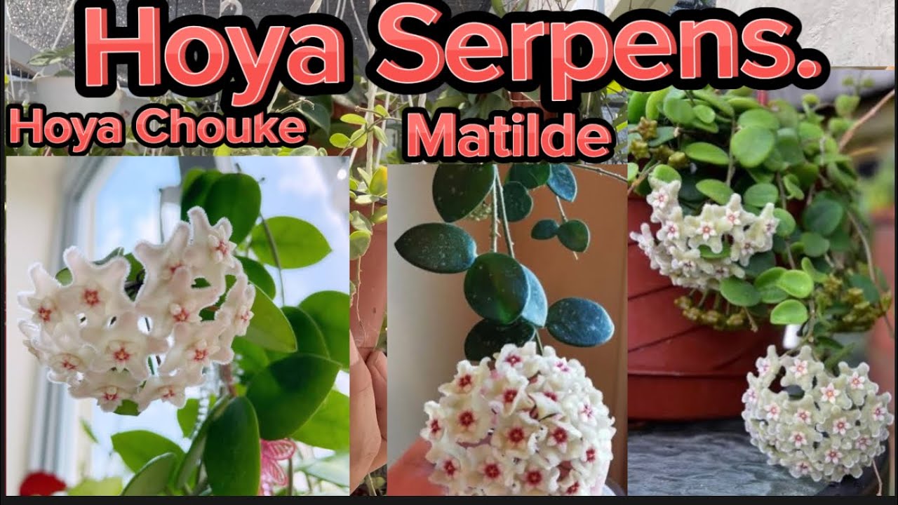 ¡Floración de Hoya Serpens! 🥹Una hoya de las difíciles, pero muy hermosa.🥰