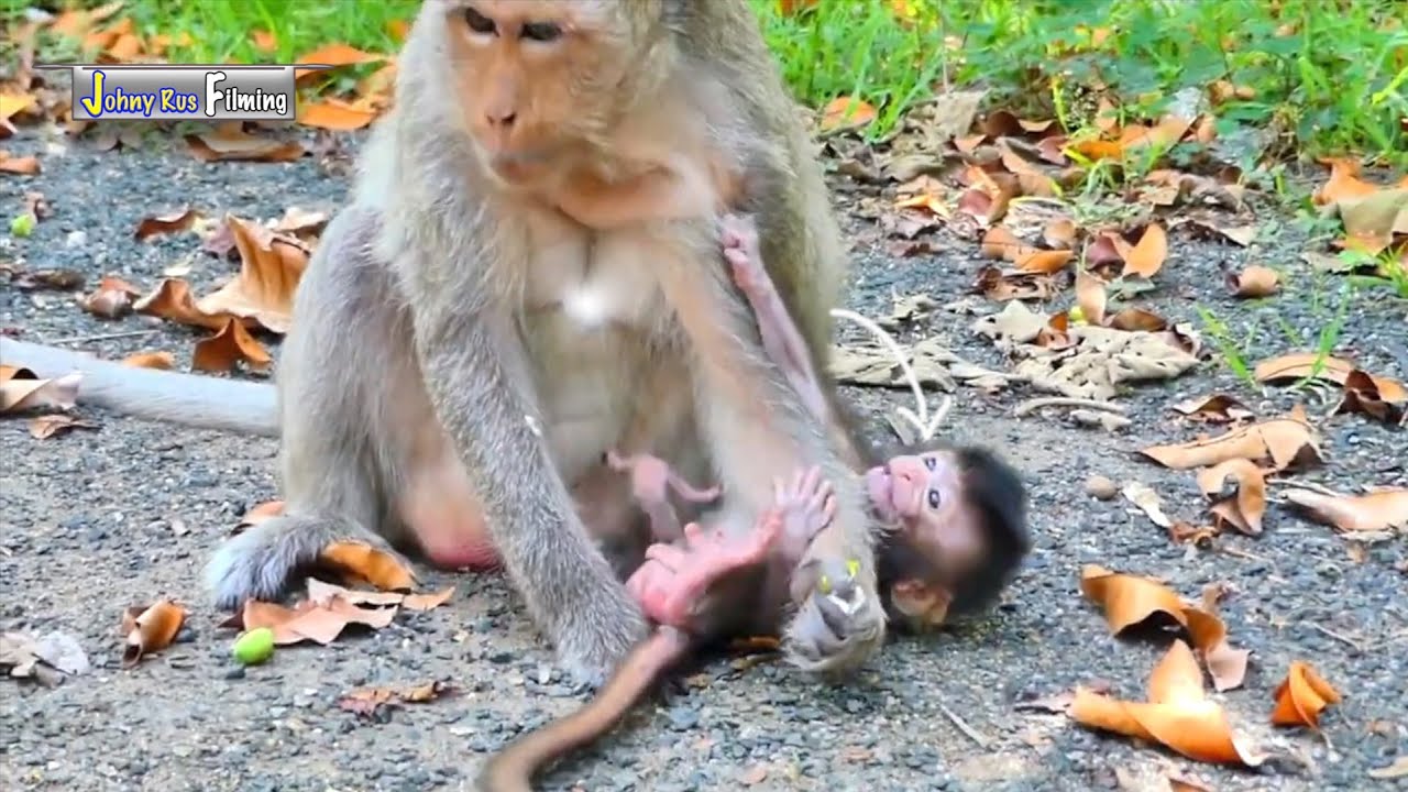 MaMa Malika c-a-r-e-lessly to look after cute newborn monkey MoMo due to getting so h-u-n-gry food