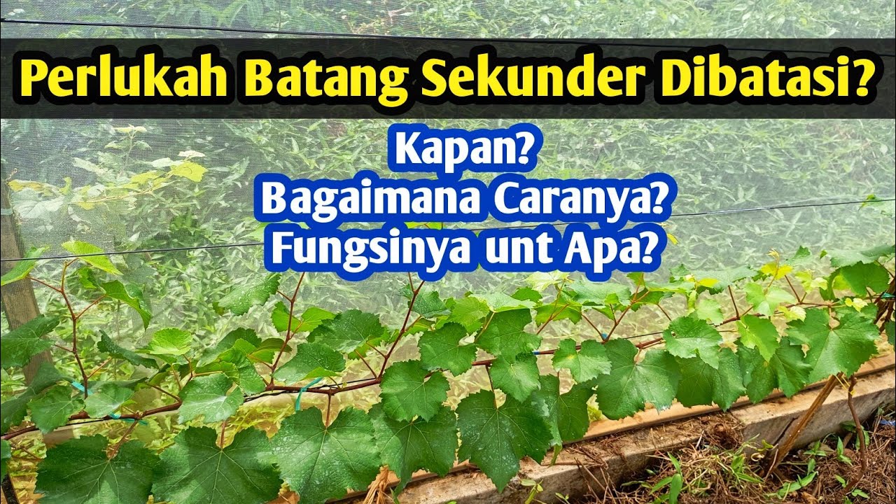 Pembatasan Batang Sekunder pada Anggur Impor: Apa Itu dan Mengapa Diperlukan?