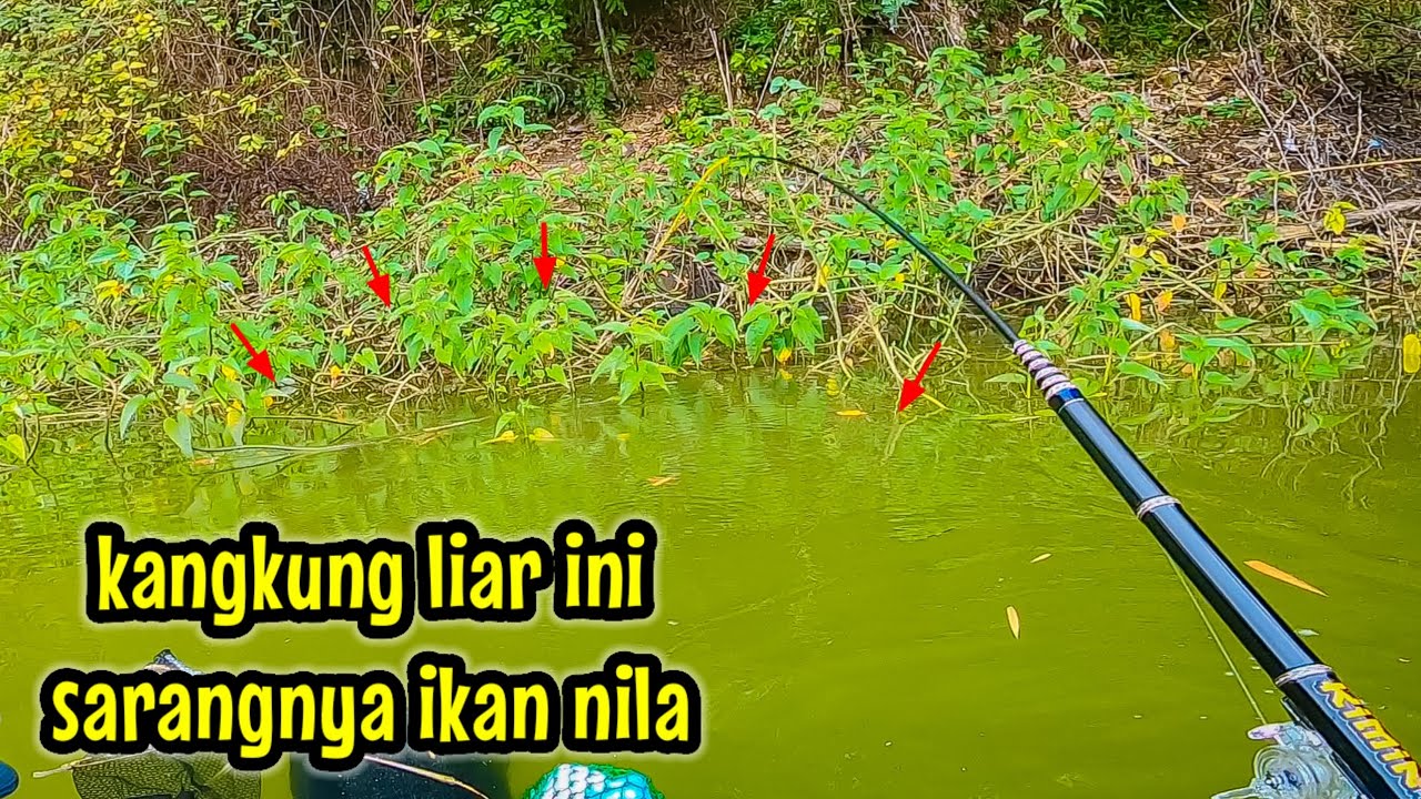 ALHAMDULILLAH‼️ NEMU SARANG IKAN NILA DI BAWAH KANGKUNG LIAR || mancing ikan nila di waduk lahor