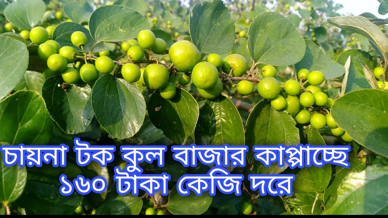 চায়না টক কুল/boroi chas/kul/boroi/plum tree/china tok/tanggail tok boroi/agam boroi/any krishi