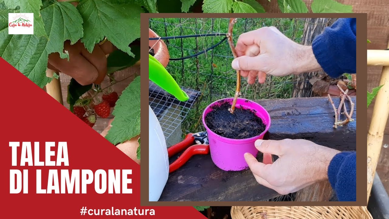 Talea Di Lampone. Come e Quando si Fanno le Talee di Lamponi