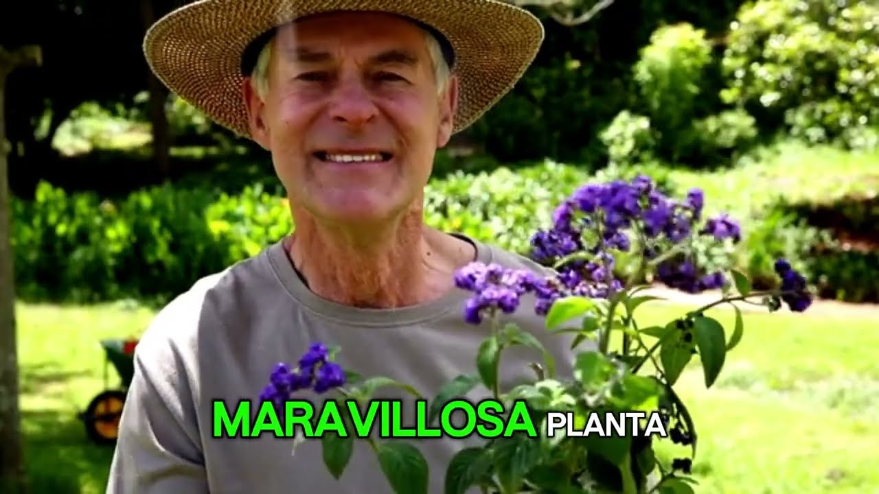 Cómo cultivar lavanda en casa