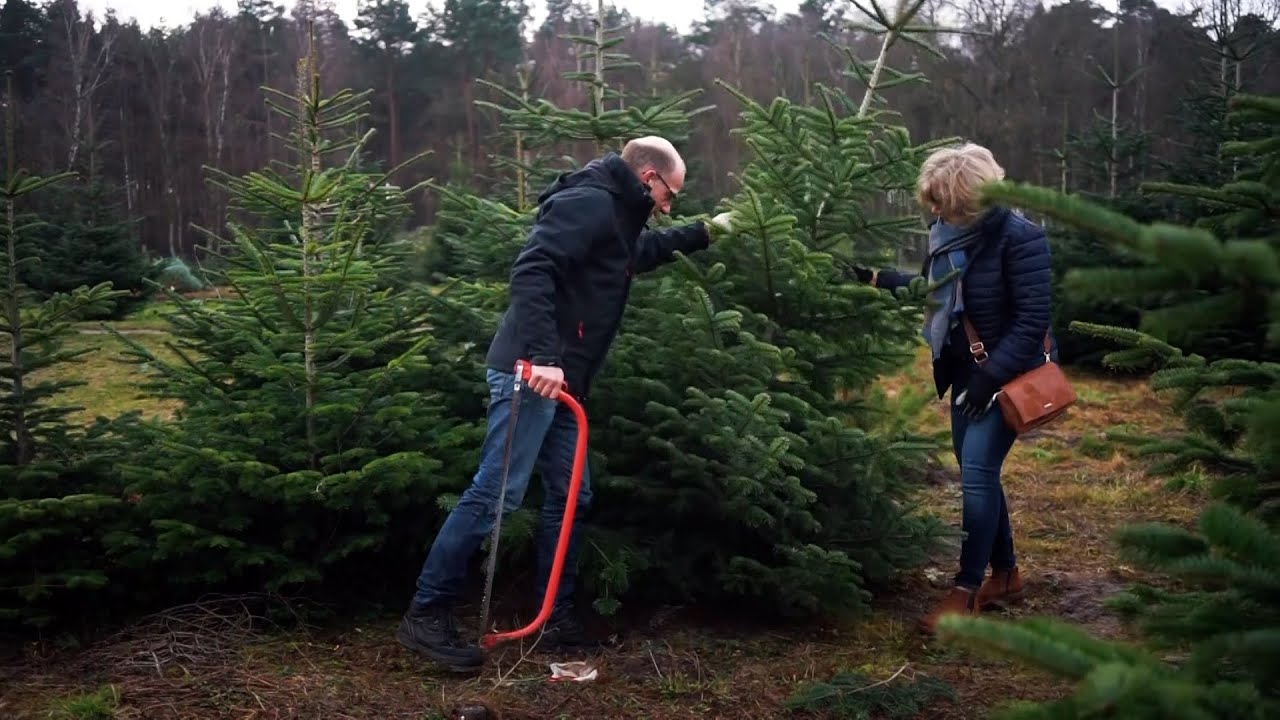 Weihnachtsbäume in Hannover: Ehepaar auf der Suche nach dem perfekten Baum