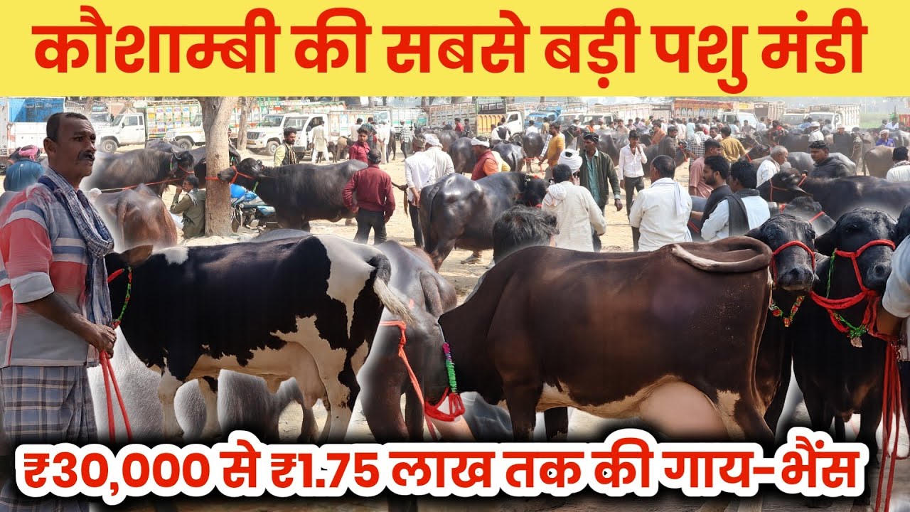 कौशाम्बी की सबसे बड़ी पशु मंडी  || टॉप 10 गाय - भैस की कीमत और उनकी खासियत || #pashumandi #cow