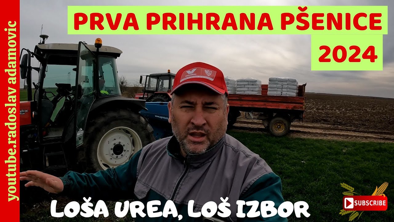 PRVA PRIHRANA PŠENICE 2024: LOŠA UREA, LOŠ IZBOR ; FIRST FERTIL. OF WHEAT 2024: BAD UREA, BAD CHOICE