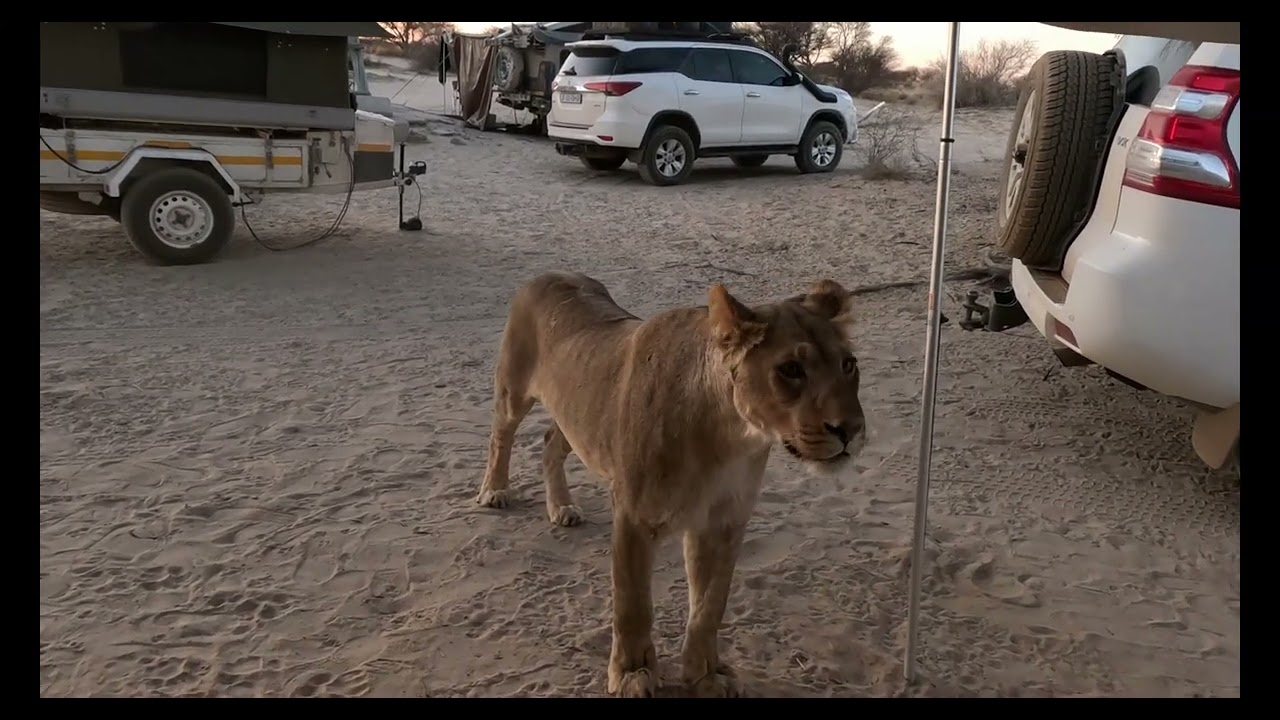 9 Lions, Mabuasehube wild camping at it's best. GoPro video.