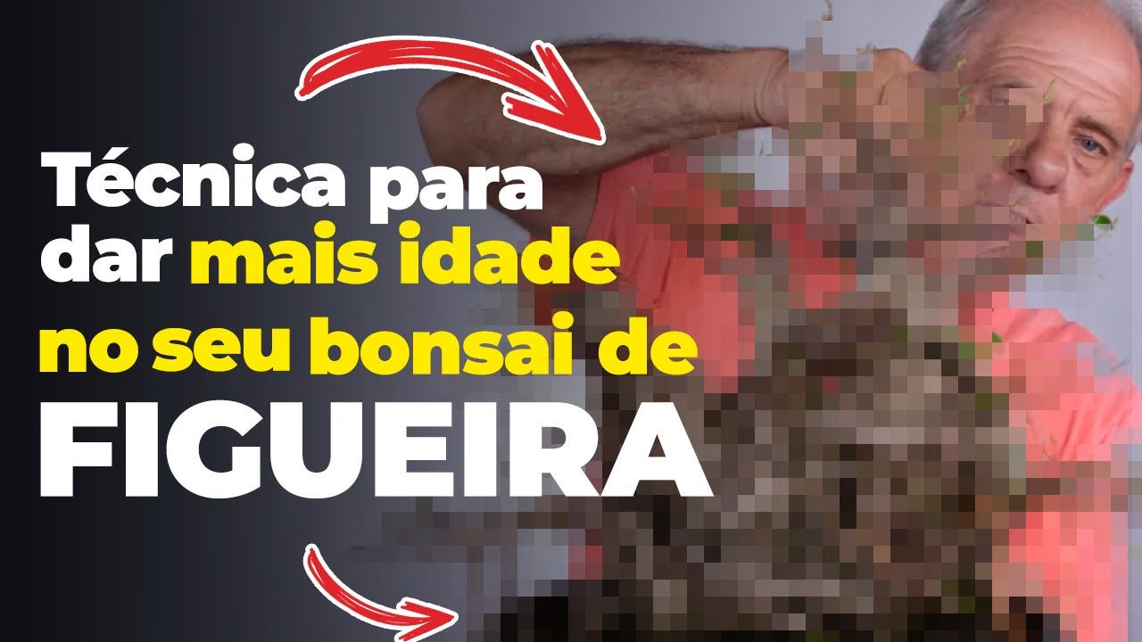 Formando Bonsai de Figueira | Ficus Microcarpa 2 | Vídeo 3