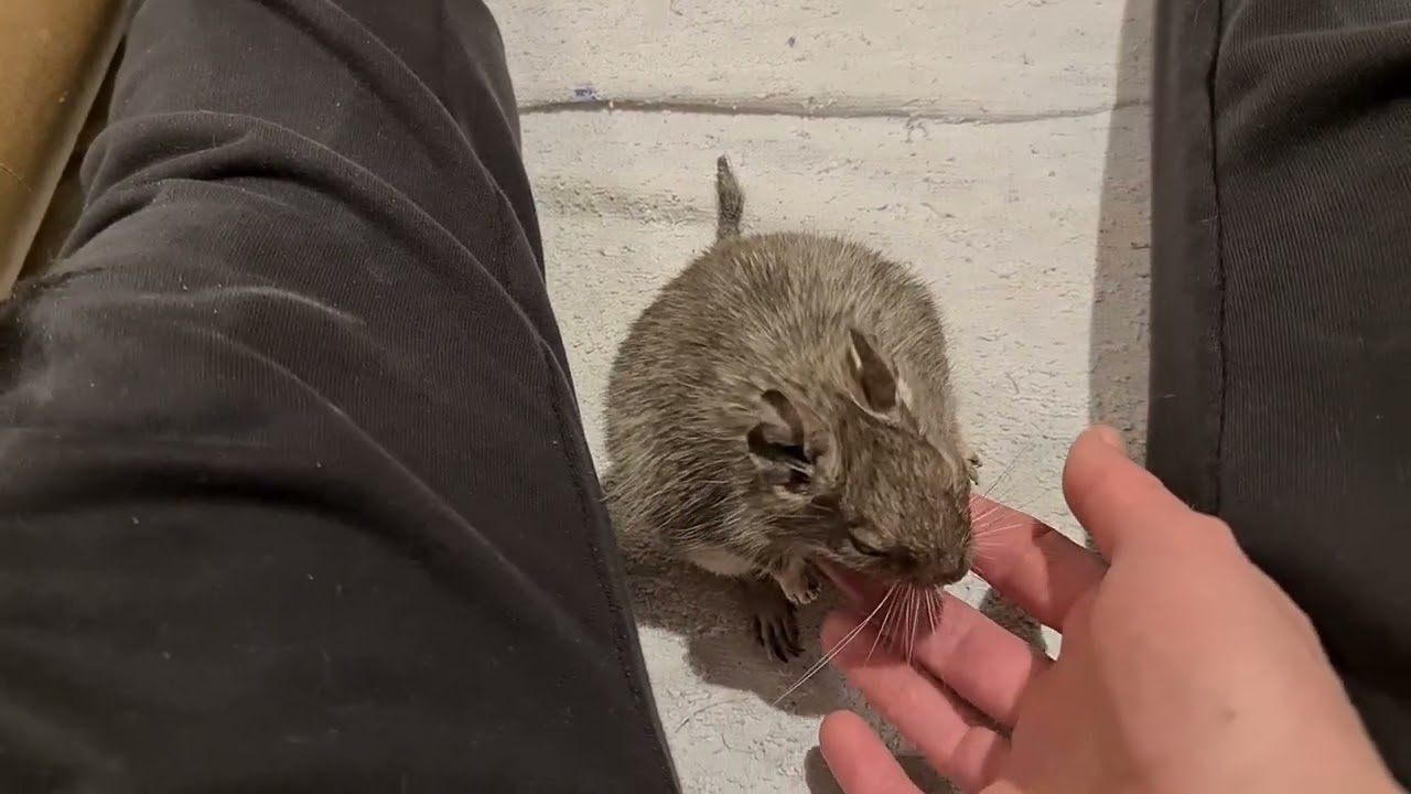 Degu Joanna's daily scratches in the play pen but with her hands lifted