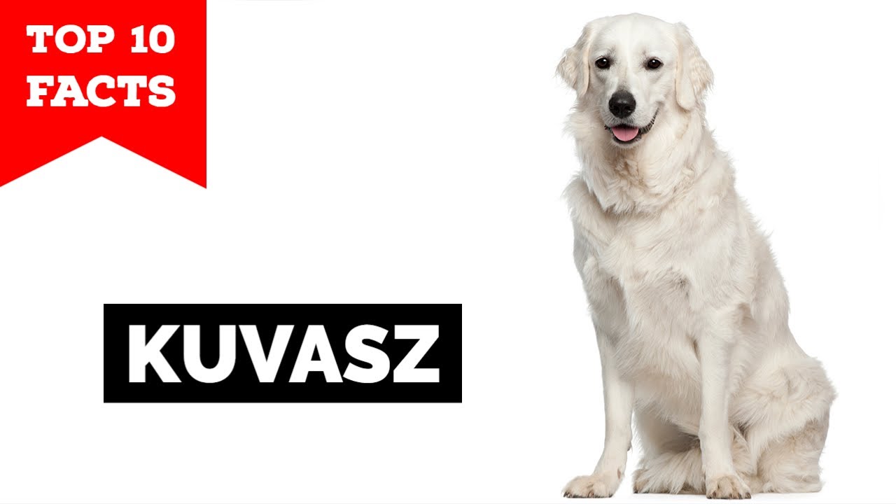 Kuvasz - Top 10 Facts