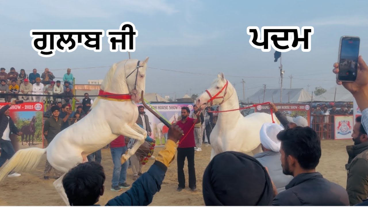 hanumangarh horse mela 2025 | brar riderz | nukra stallion display 