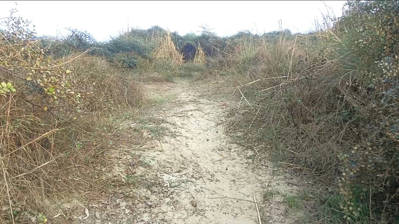 Wild Ber Trees Forest 🌳🍃 | Kudri Nature View