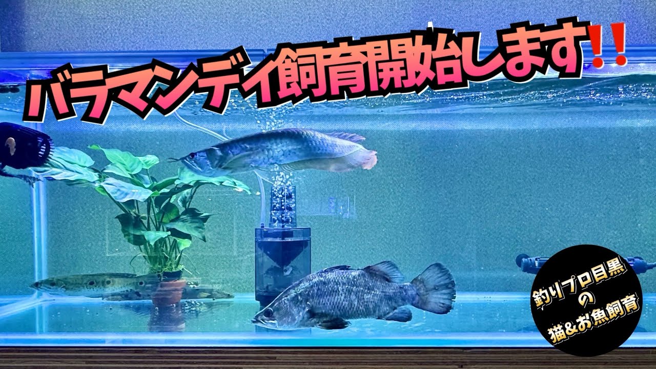 バラマンディ飼育開始します‼️(捕食シーン有ります)