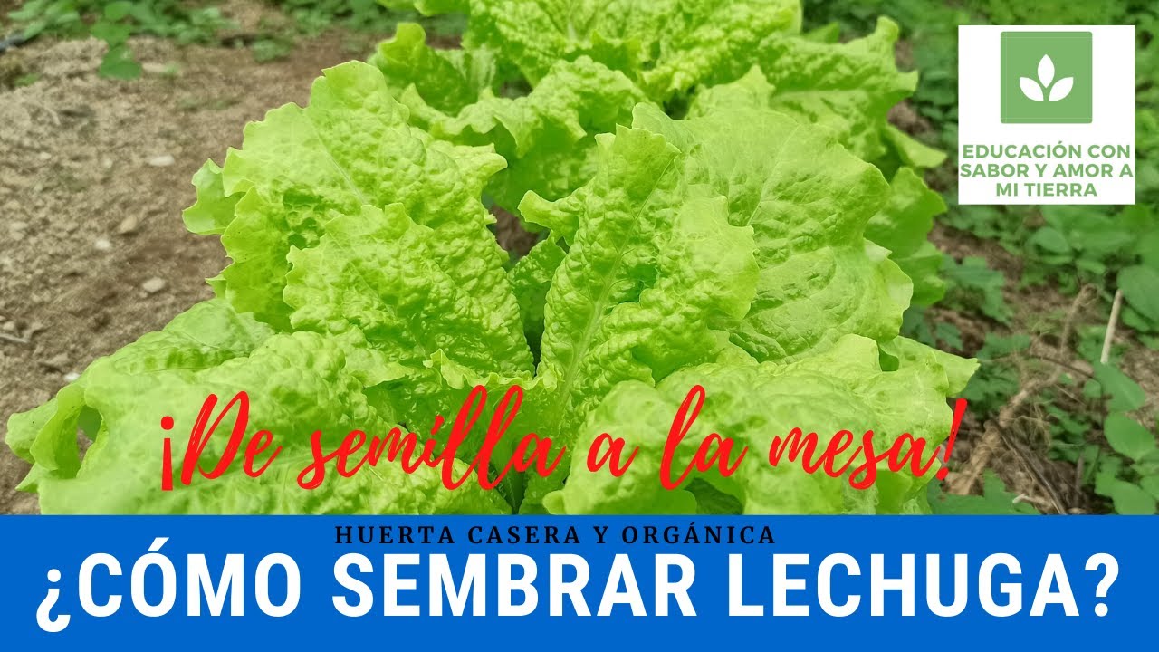 ¿CÓMO SEMBRAR LECHUGA? CULTIVO DE LECHUGA DESDE SEMILLA HASTA LA MESA, EN LA HUERTA CASERA