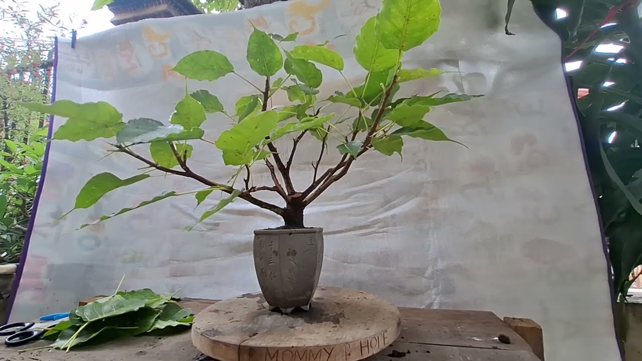 Ficus Religiosa Bonsai