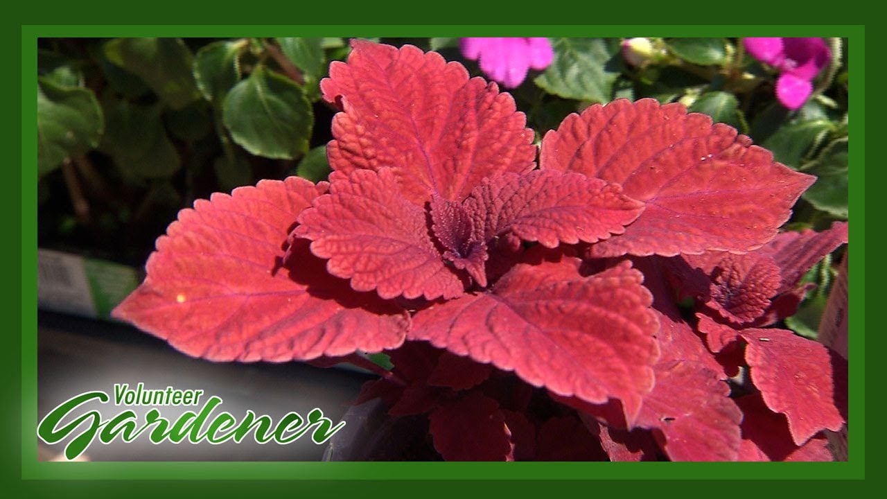 Dependable Annuals| Volunteer Gardener