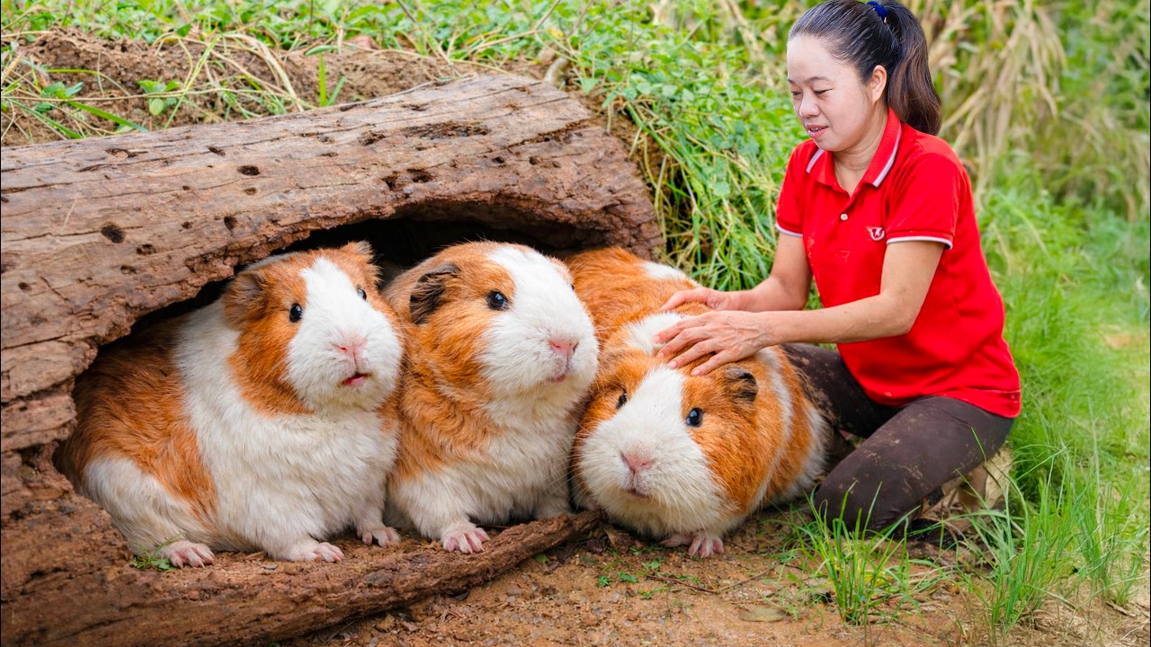 Harvest Giant Prehistoric Guinea Pigs & Go to Market Sell | They build their nest in the root tree
