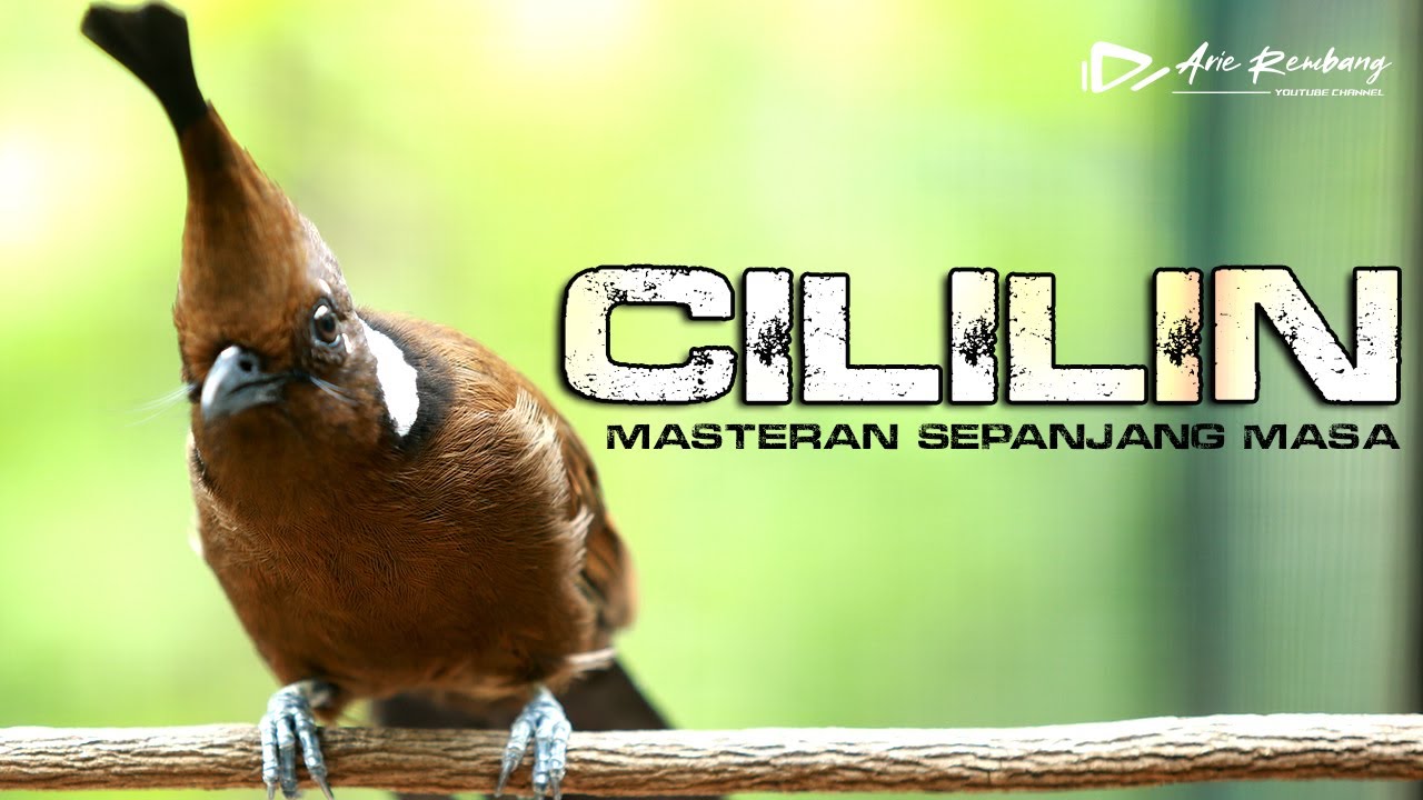 MASTERAN CILILIN GACOR SUARA BERSIH VIDEO JELAS