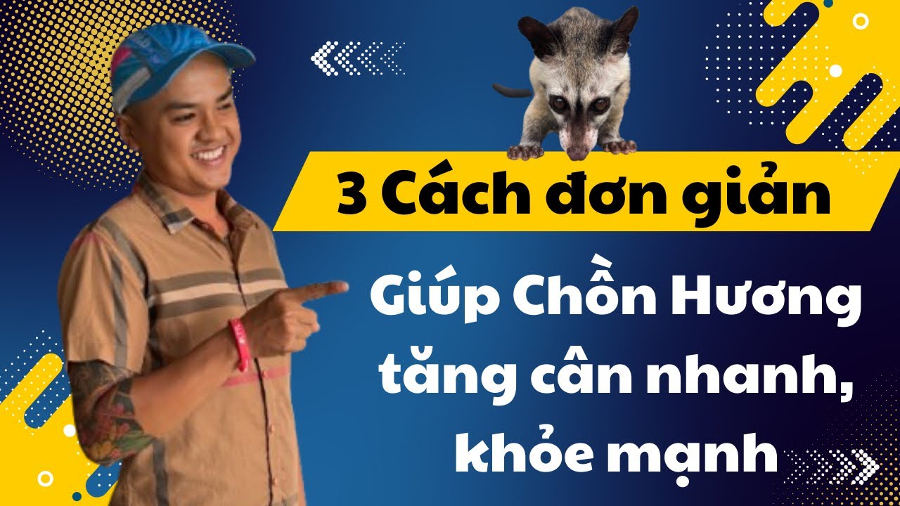 3 Cách đơn giản giúp chồn hương tăng cân nhanh, khỏe mạnh