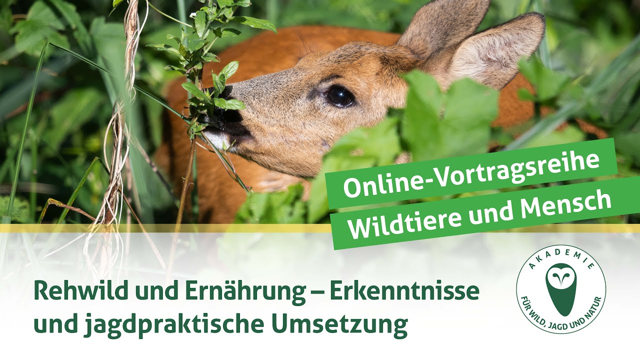 DJV-Online-Vortragsreihe „Wildtiere und Mensch“ | Ernährung Rehwild