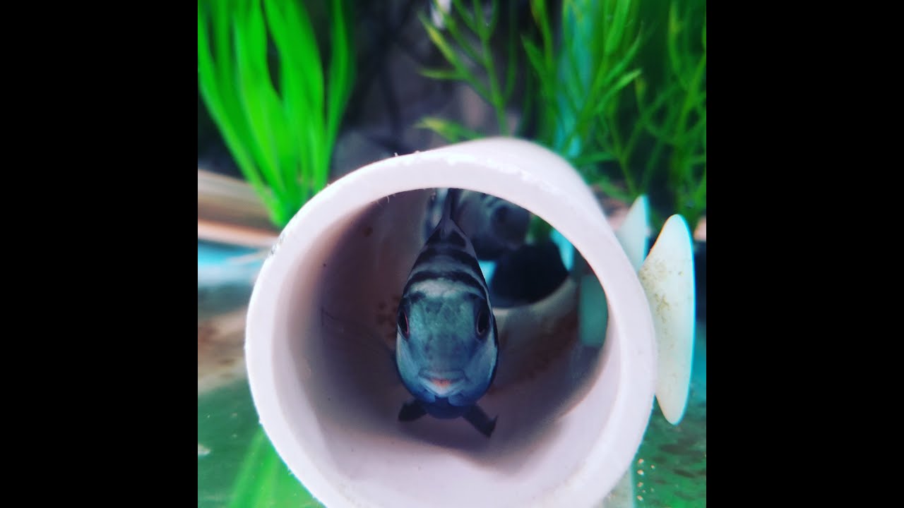 Feeding Polar Blue Parrot Cichlids