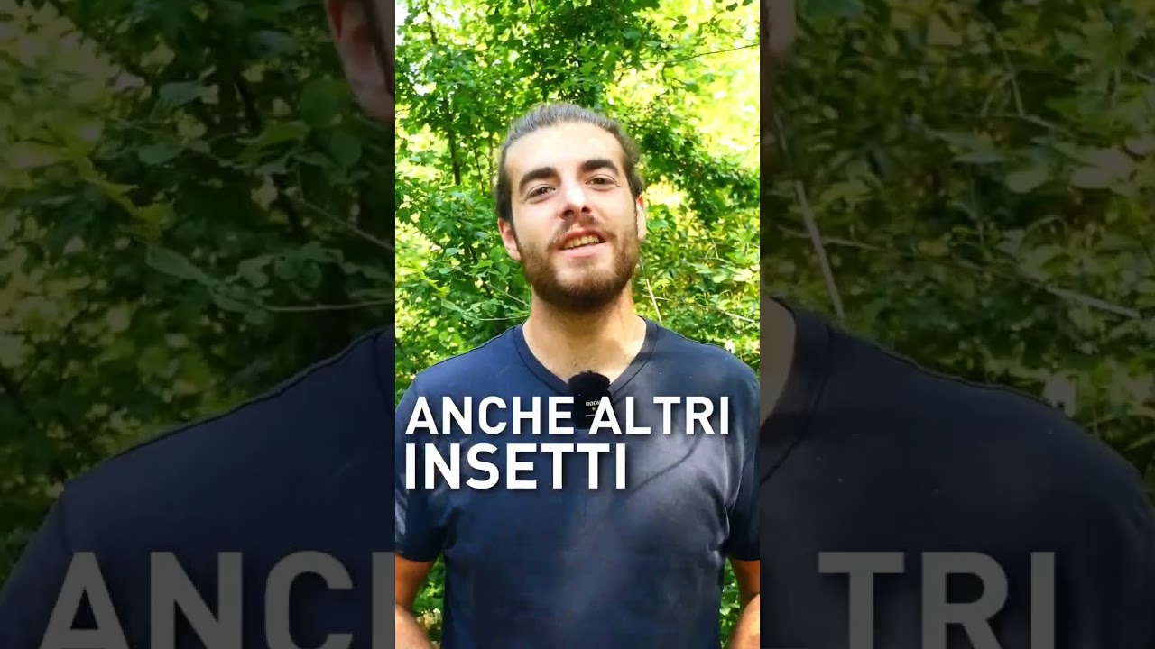 BISOGNA SALVARE LE API? 🐝 forse bisogna salvare tutti gli impollinatori!🦋 #amicodellepiante #api