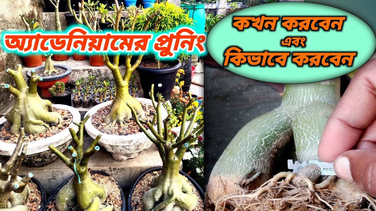 Easy Step To Prune Your Adenium Plant | How To Prune Adenium Plant