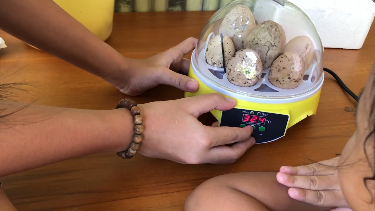 Unboxing Mesin Penetas Mini Buat Telor Bebek dan Ayam Kate - Shinta dan Shanti