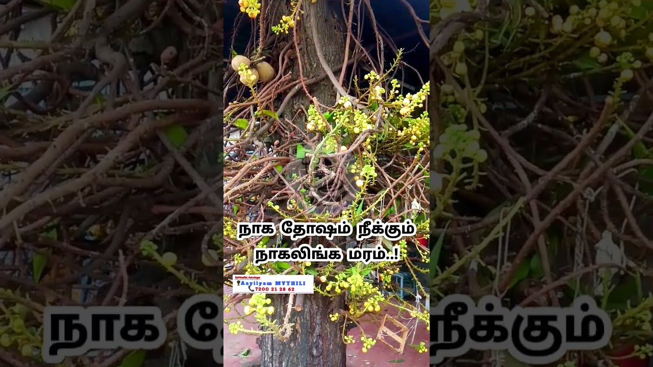 நாகதோஷம் நீங்க!!#நாகம்மா #நாகம் #நாகாத்தம்மன் #dhosham #naga #pariharamtamil #lingaasri #jothidam