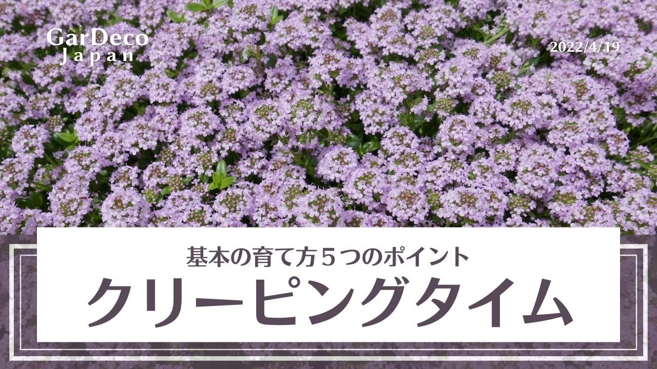 はじめてのクリーピングタイム基本の育て方５つのポイント