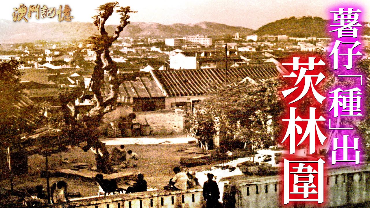 薯仔“種”岀茨林圍