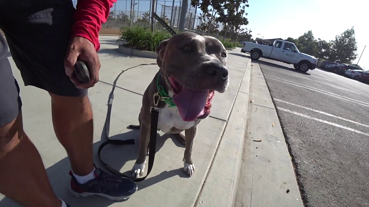 (#37) Step by Step Guide How To Train Any Dog Teach Your Dog The Basic With These Simple Steps!