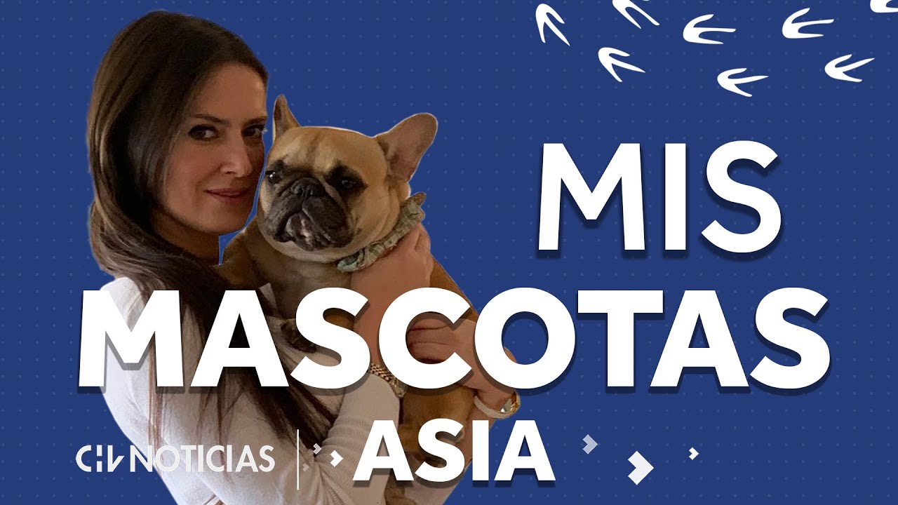 MIS MASCOTAS #4 | As&iacute; es ASIA, la adorable perrita de Adriana Barrientos - CHV Noticias