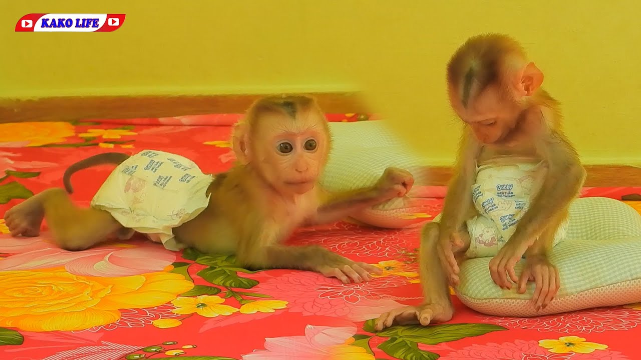 Cute Tiny Lisa Playing Pillow On The Bed